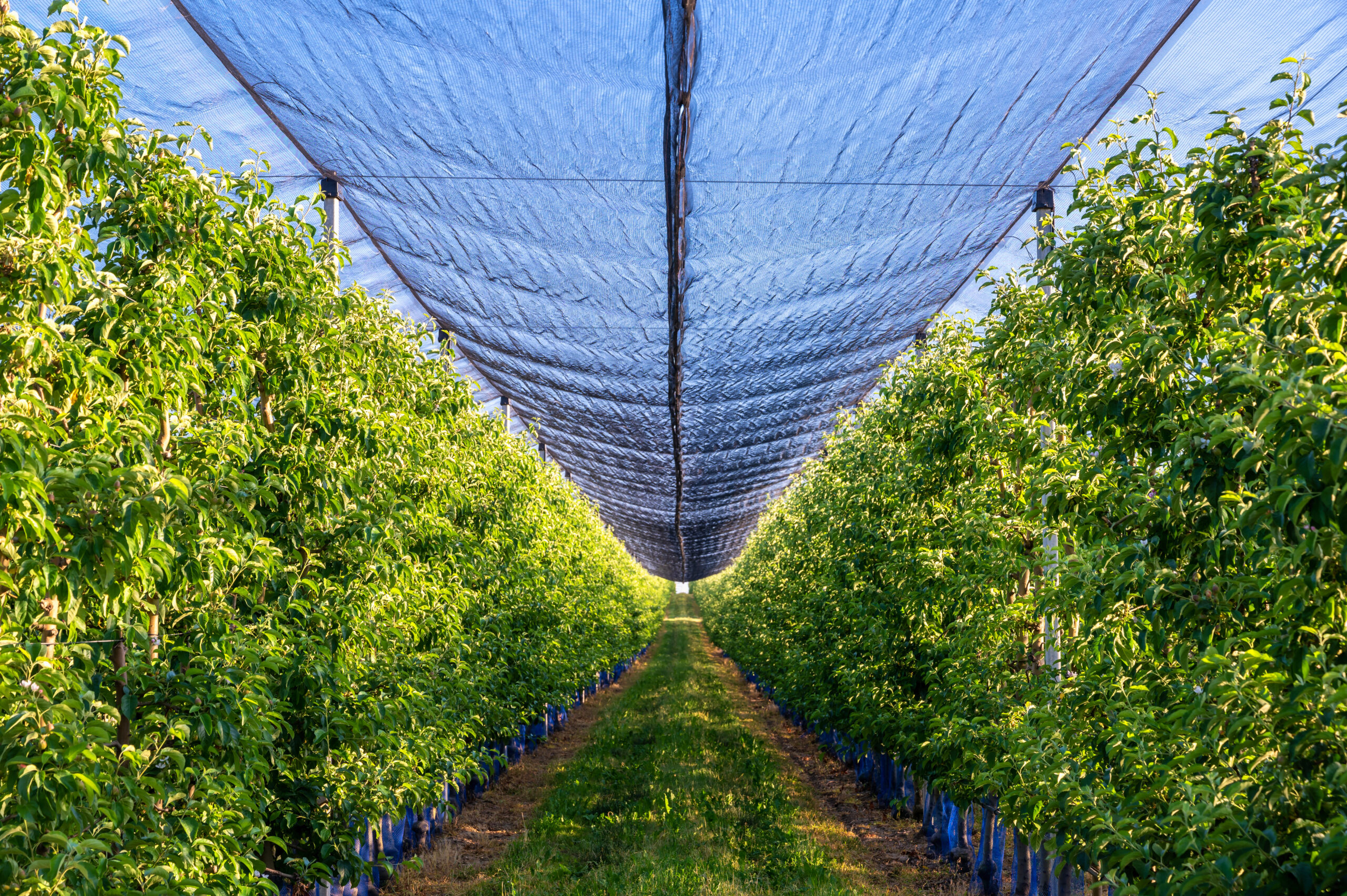 production of fruit with a hail protection net as protection against environmental influences for a good harvest
